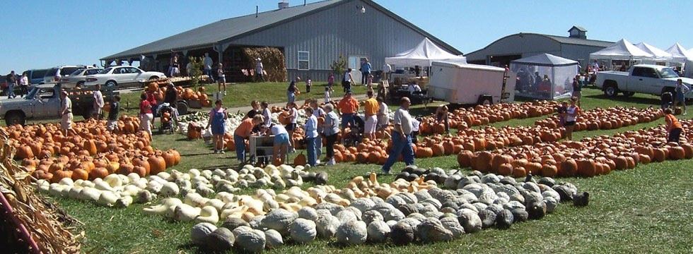 Pumpkins and squash at Boggio’s Orchard