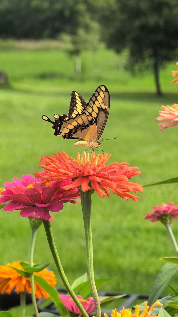 A butterfly visiting a flower at Hungry World Farm