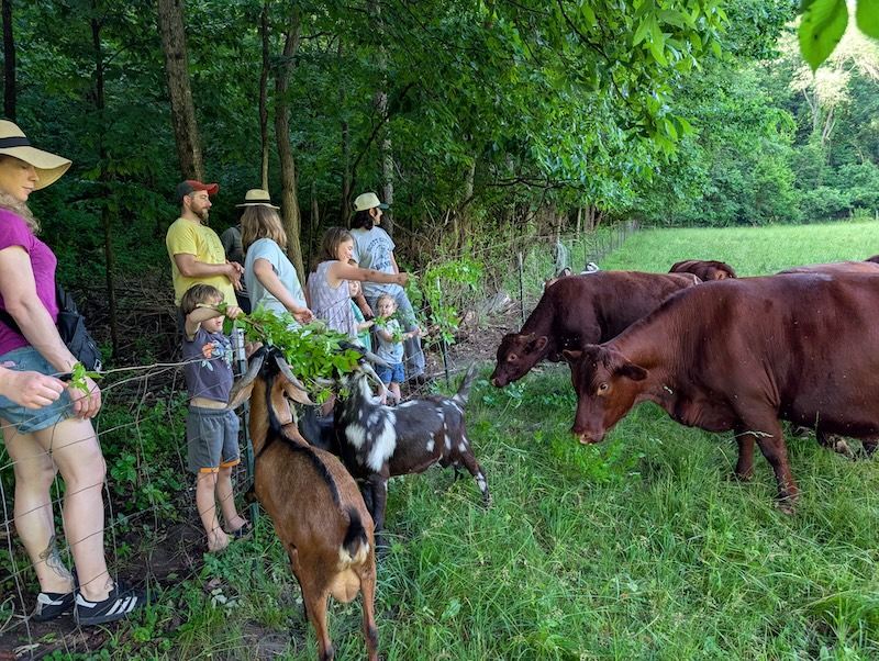 A guided group meeting cattle at Hungry World Farm