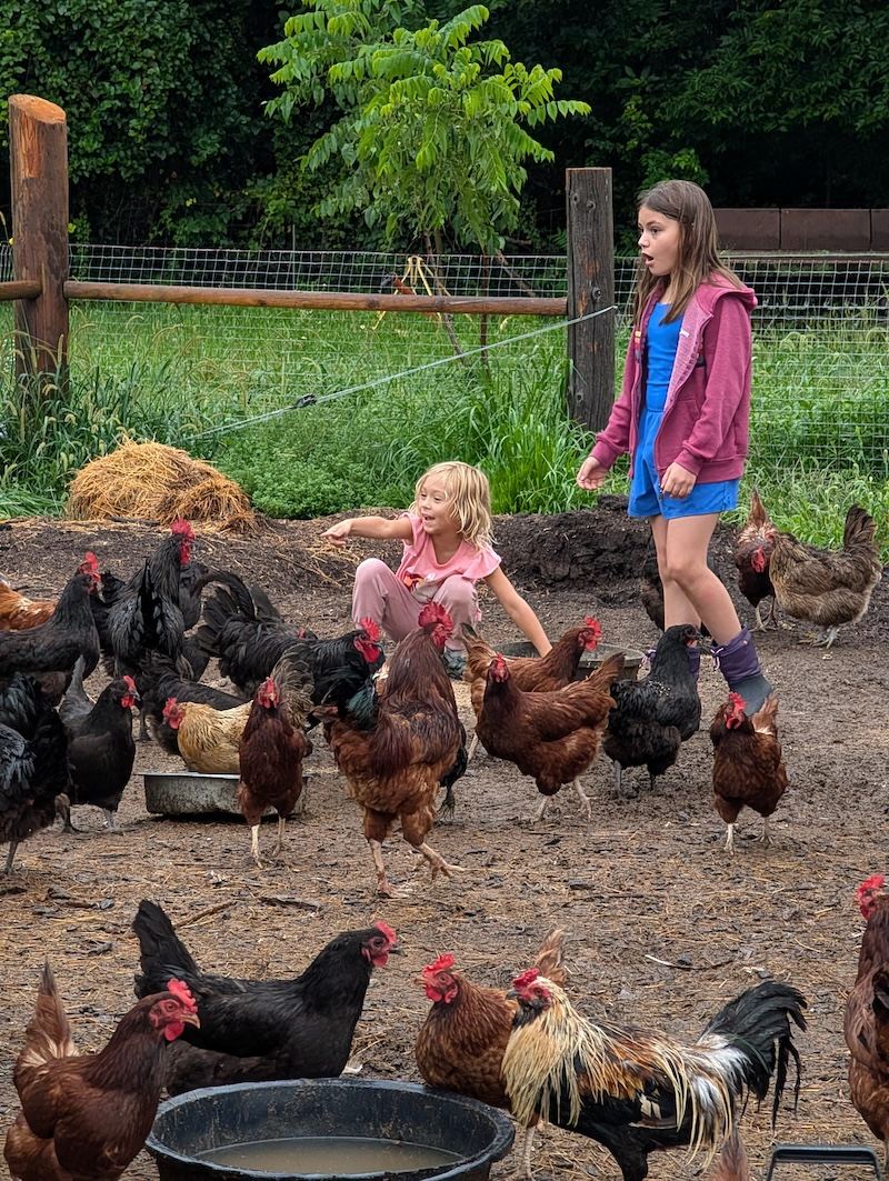Visitors meeting chickens at Hungry World Farm
