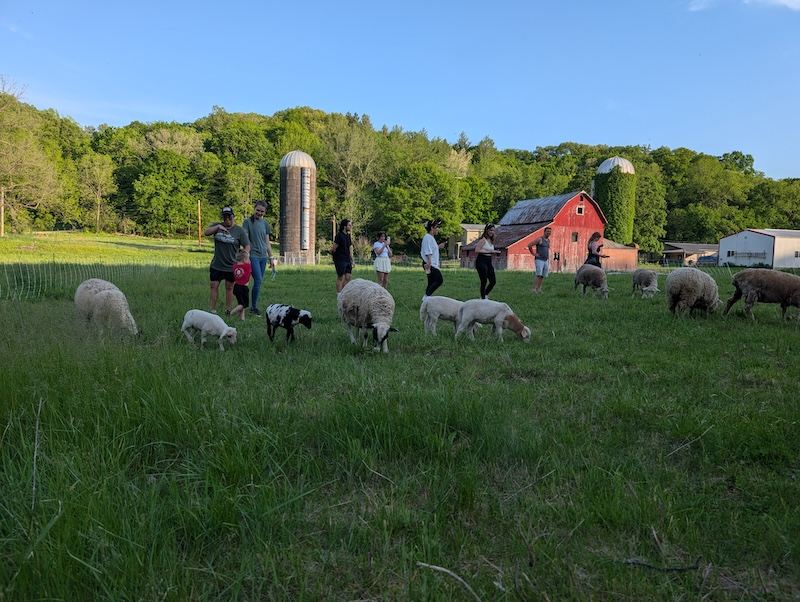 Visitors walking with sheep at Hungry World Farm