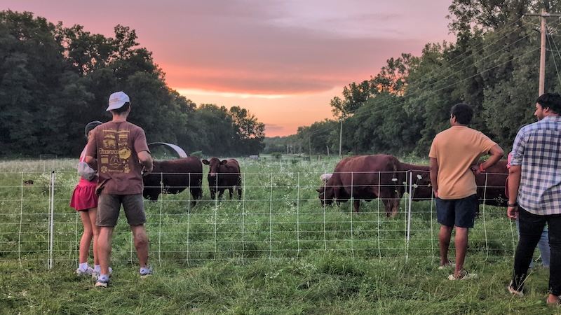 An evening pasture walk at Hungry World Farm
