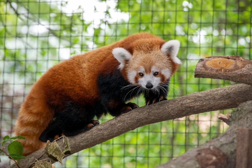 A red panda standing on a branch in its habitat at Miller Park Zoo in Bloomington.