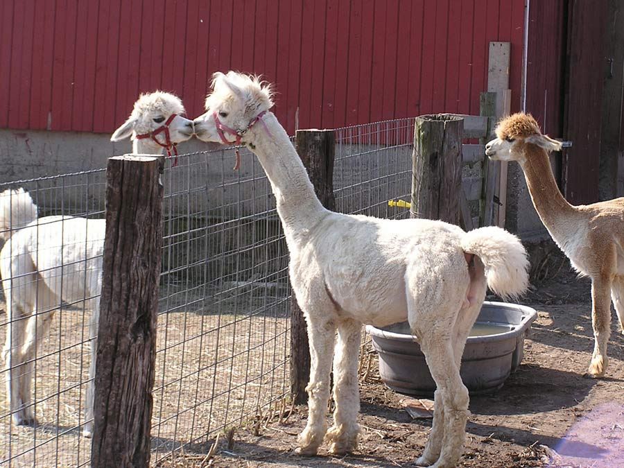Alpacas beside a red barn at Tiskilwa Farms